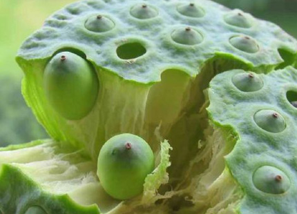 白蓮子